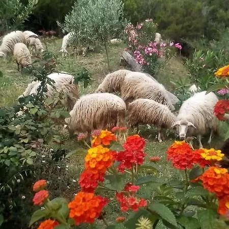 Appartement Relax In Campagna A Due Passi Dal Mare Salvia *